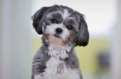 Fda Identifies Several Dog Food Brands Linked To Heart Condition