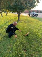Local police officer saves ducklings