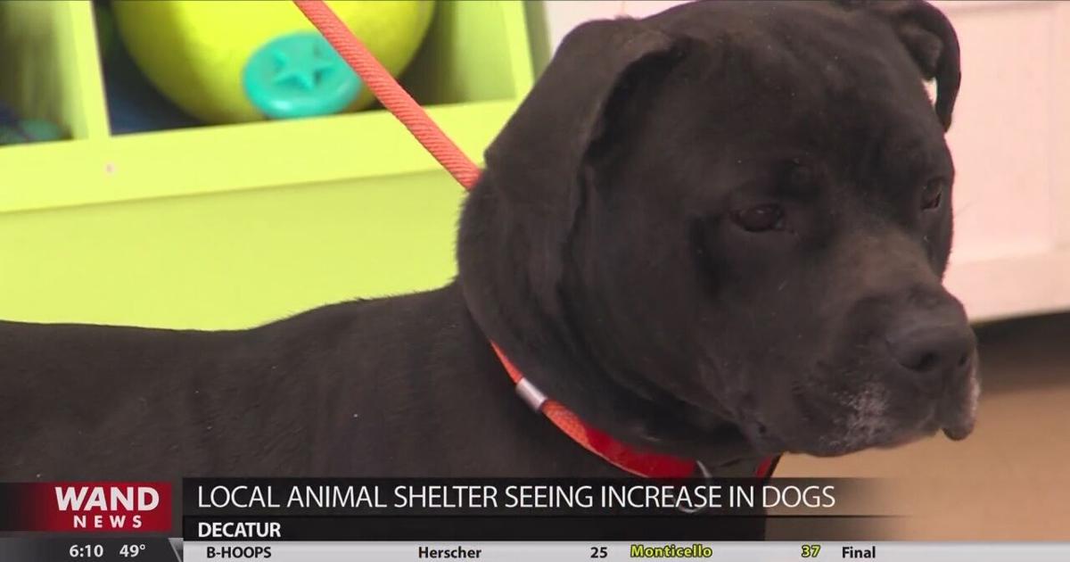 Local animal shelter has plenty of dogs for adoption | News | wandtv.com
