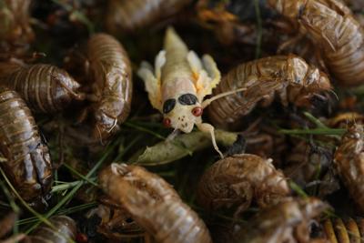 Cicada Invasion Photo Gallery