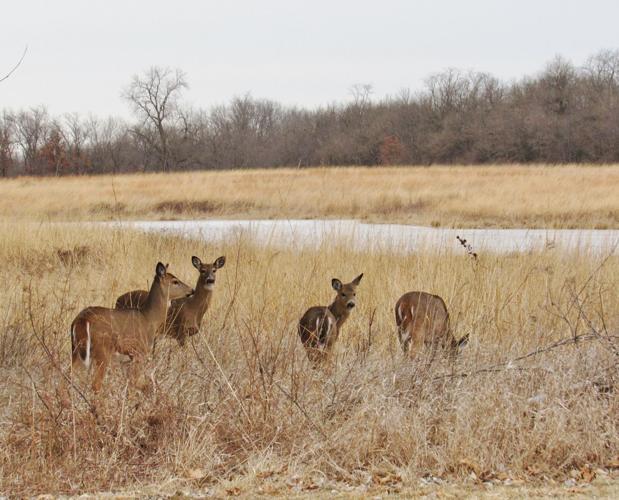 White-tailed deer, Macon Co.