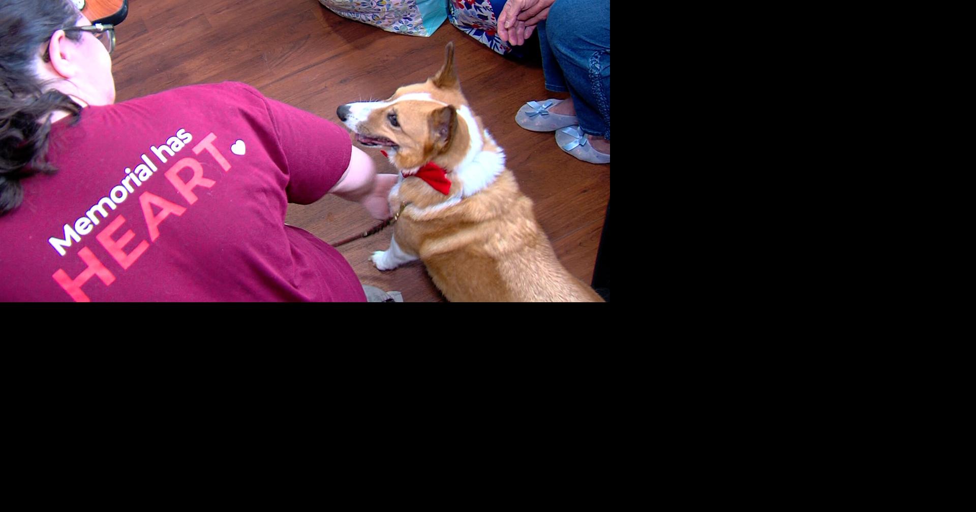 Meet the 'DOGtors' bringing comfort to Springfield Memorial Hospital