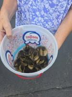 Champaign Fire Department rescues ducks from storm drain