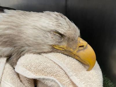 Raptor Center Injured Bald Eagle