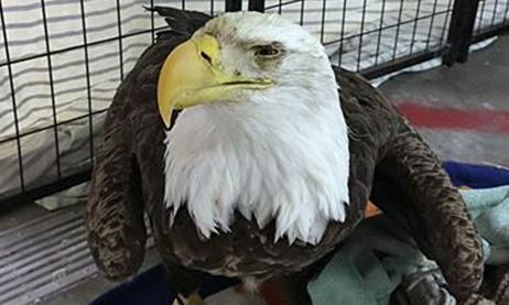 Lead poisoning kills bald eagle found in Potato Creek State Park