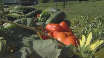 Local garden helping kids grow