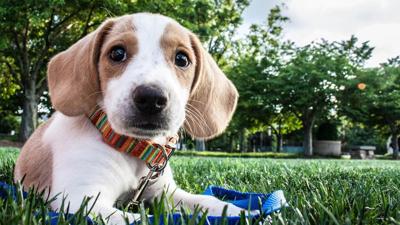 Group holds protest to combat animal cruelty