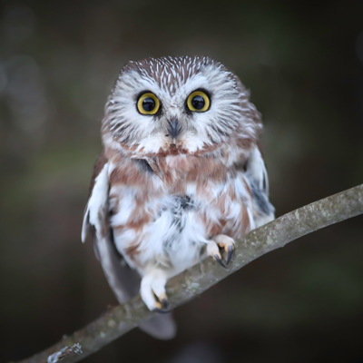 Northern Saw-whet Owl