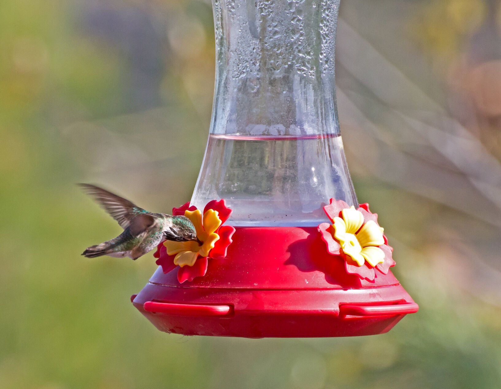 Hummingbird and feeder