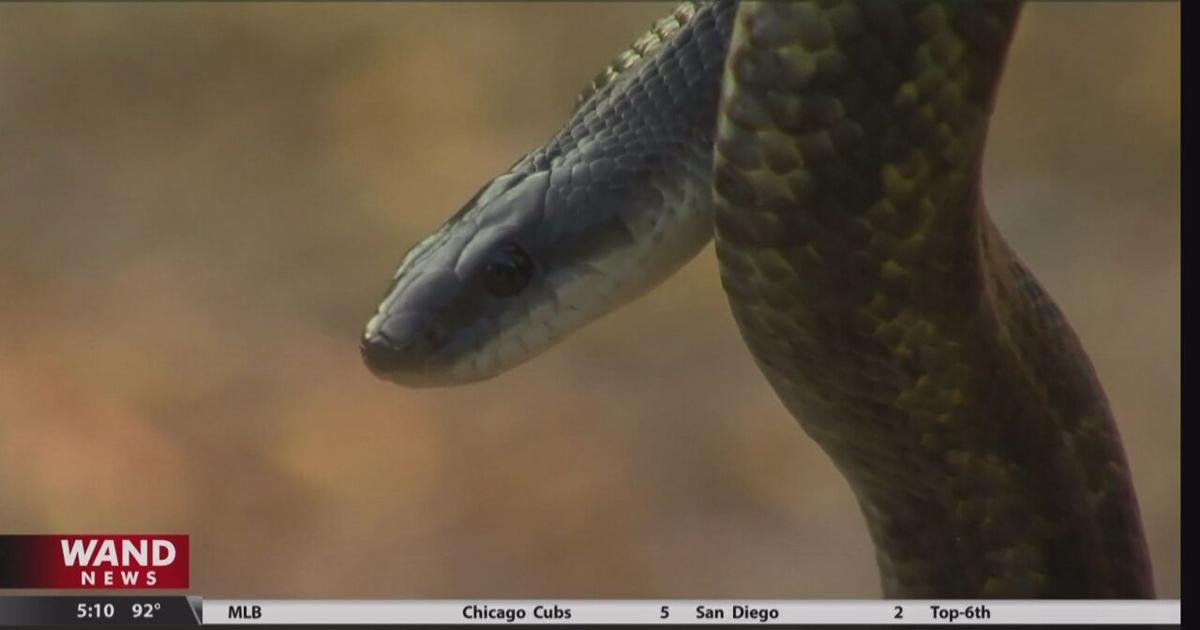 Warmer Python Snake Staying safe around snakes in warmer weather | Videos | wandtv.com