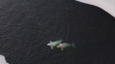 2 white whales