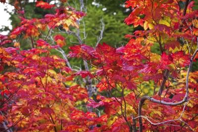 Fall, autumn leaves