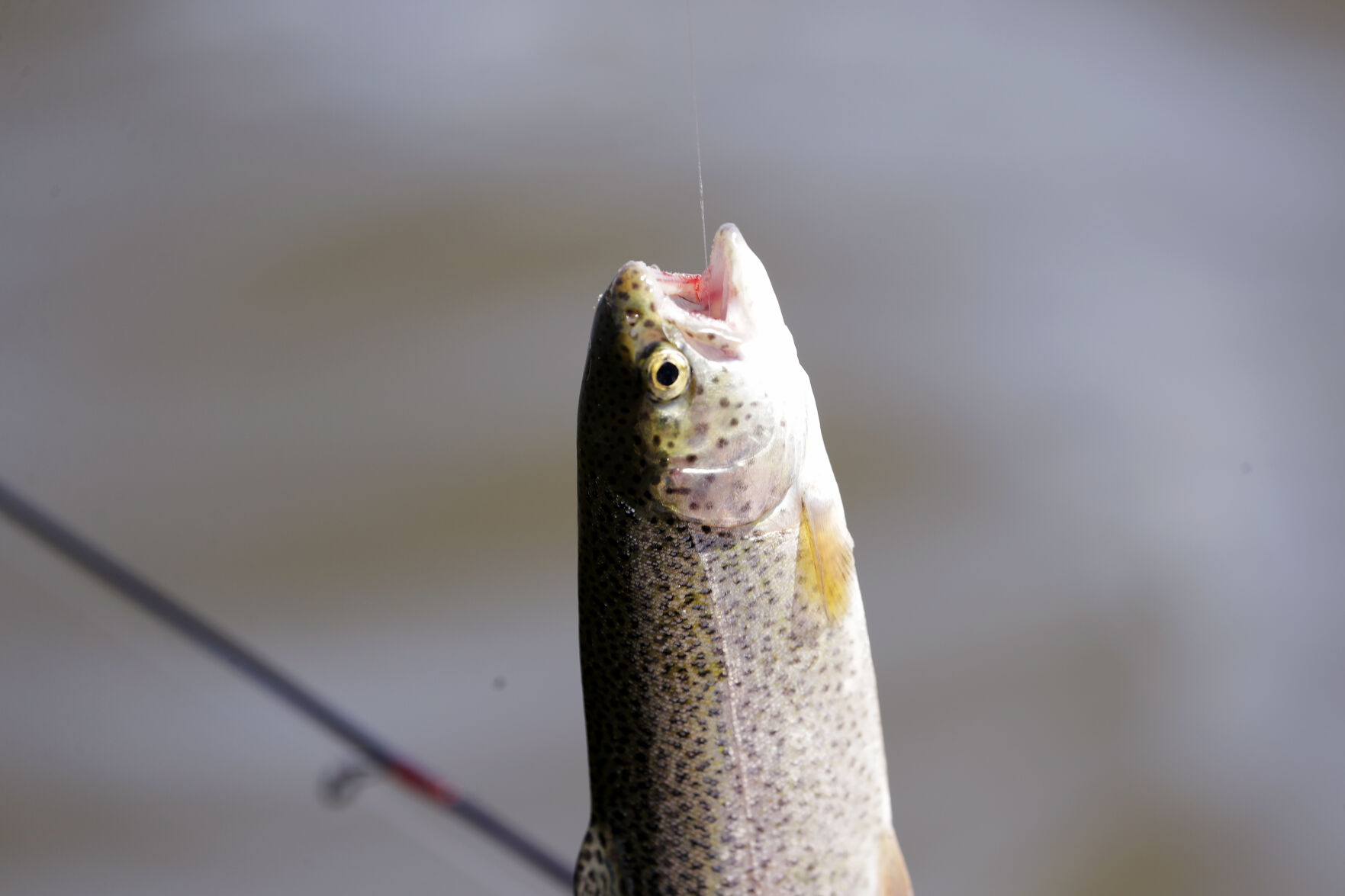 Illinois fall trout season opens in October Community wandtv