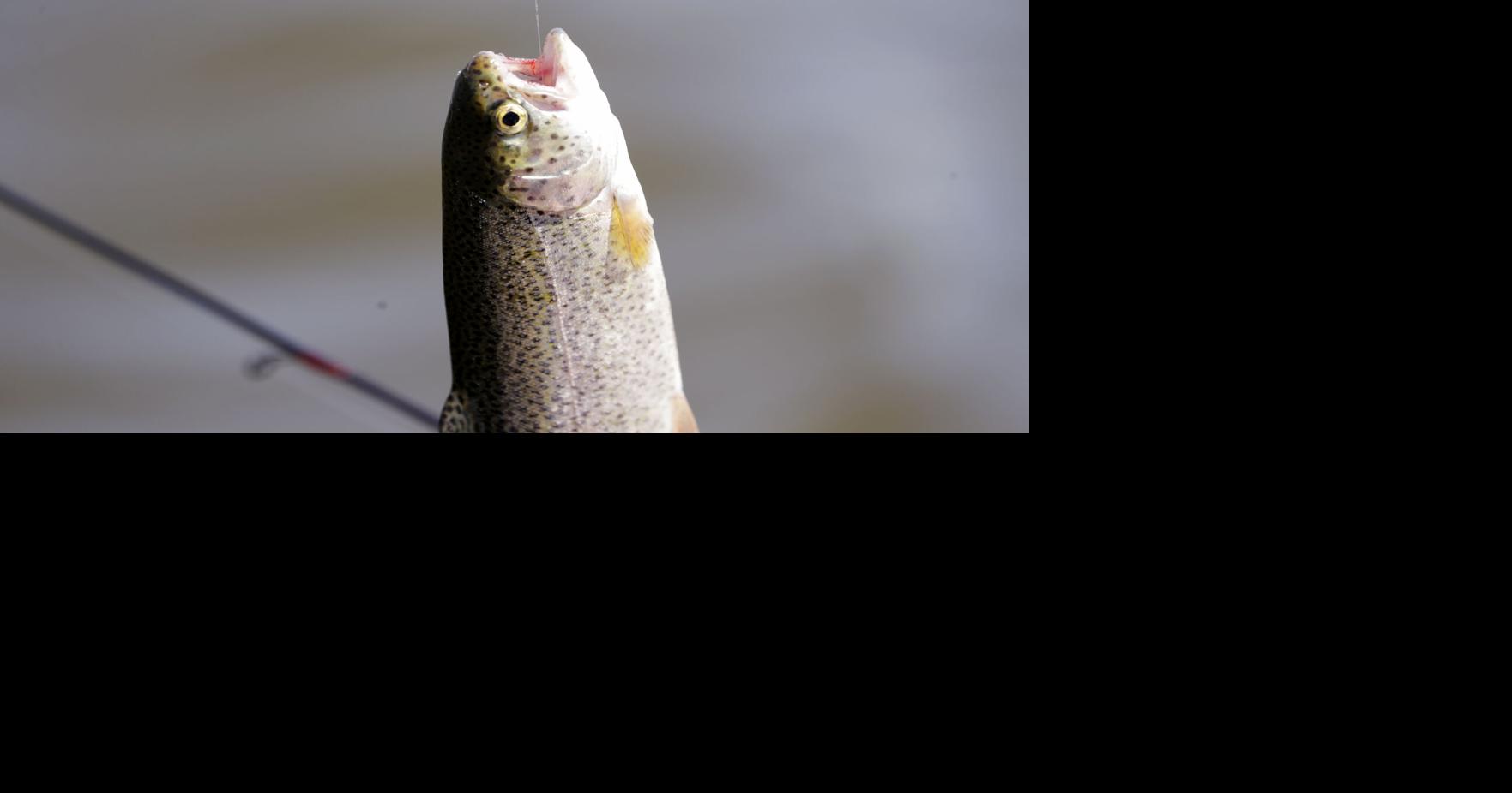 CATCHING ILLINOIS CATCHABLE TROUT