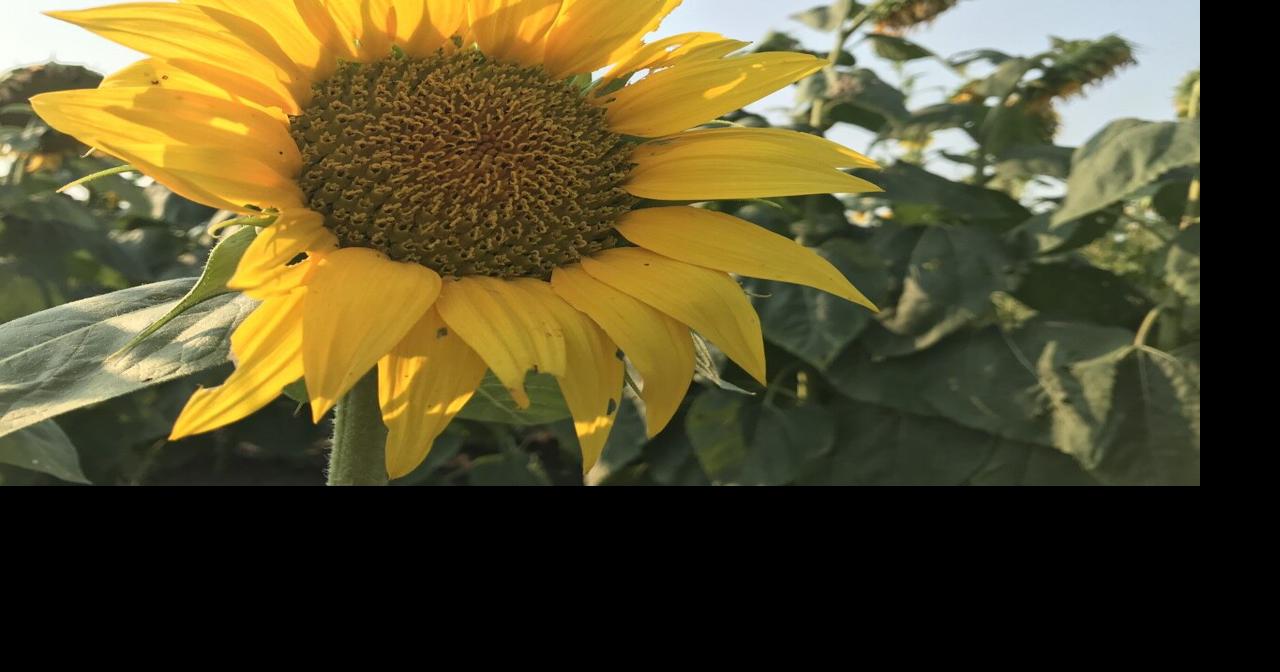 Cerro Gordo sunflower field draws big crowds, some issues Top Stories
