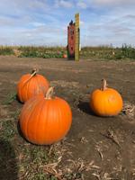 Black Barts Pumpkin Patch says weather won't impact business