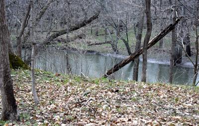 Allerton Park Forest