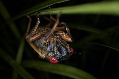 Cicada Invasion