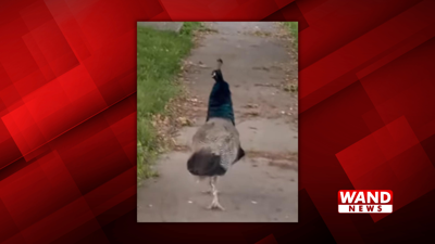 Peacock on the loose in Taylorville