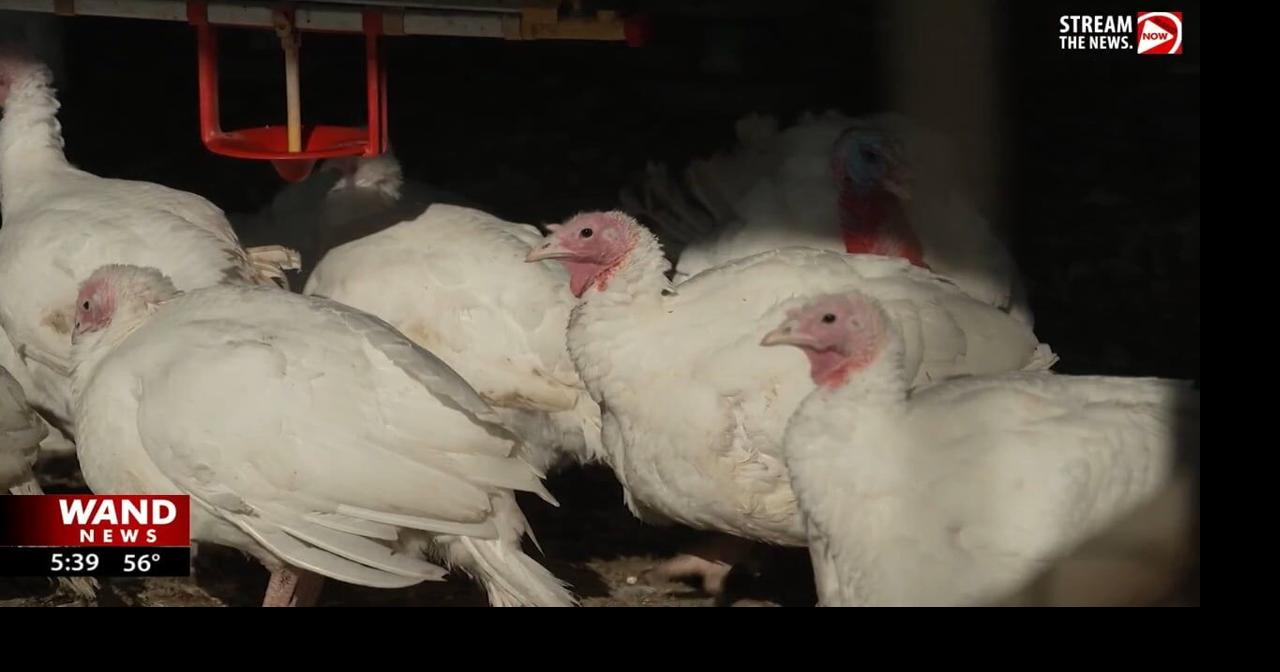 U.S. turkey population at its lowest in decades