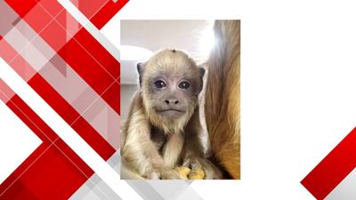 Baby Howler born at Scovill Zoo