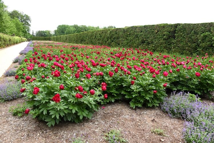 Allerton Park Peonies