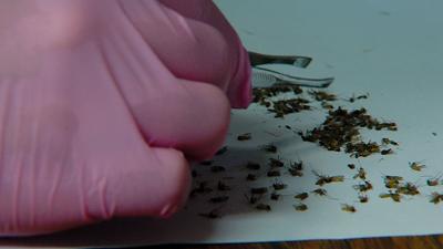 west nile.jpg