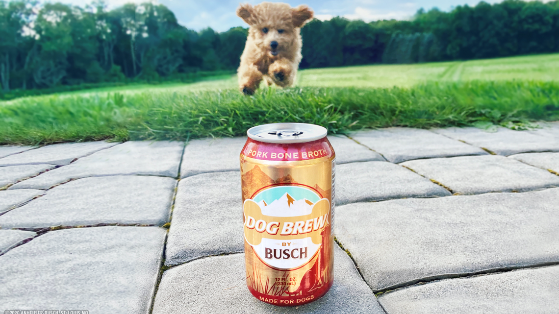 Busch Beer launches new beer for dogs Top Stories