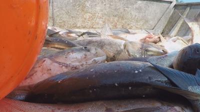 Fighting the Fish: Part 2