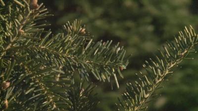 Christmas tree disposal options