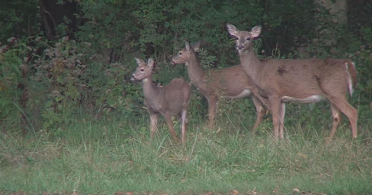 Always deadly Chronic wasting disease found in four more Illinois counties - wandtv.com