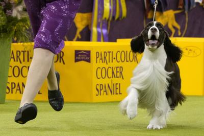 Westminster Dog Show