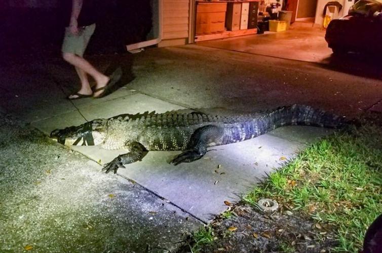 Clearwater alligator 2