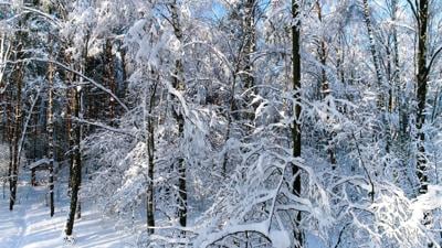 Ice, snow, icy branches, winter weather