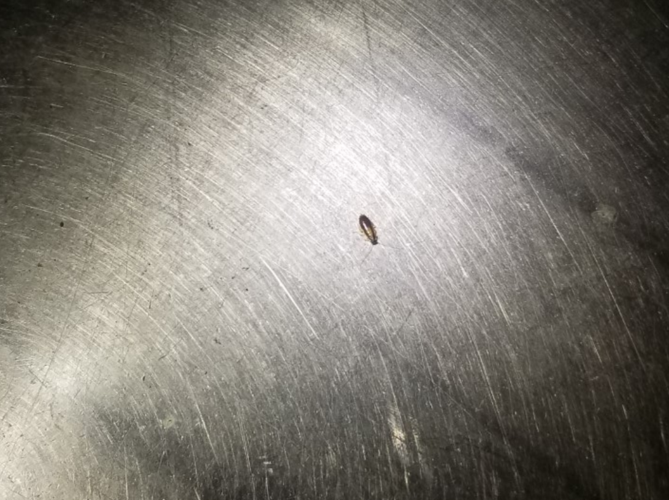 Whit's End cockroaches 2