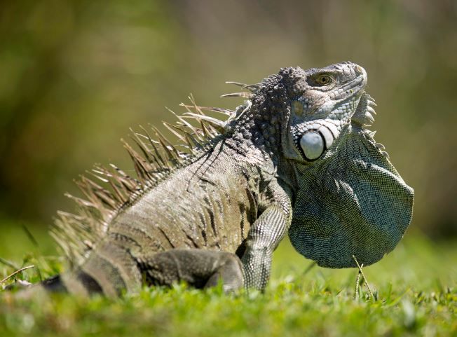 iguana caps