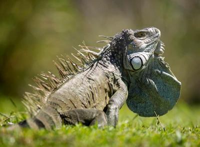 Iguana