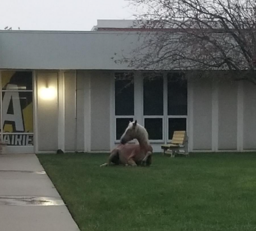 Tuscola horse visit 1