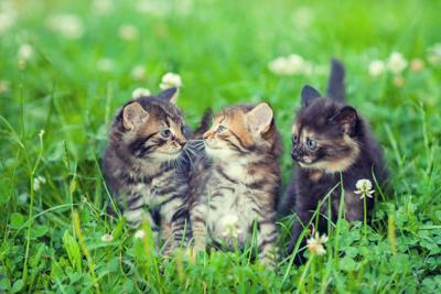 Three little kittens sitting on the grass