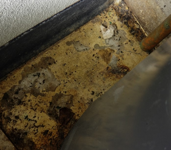 Whit's End cockroaches 1