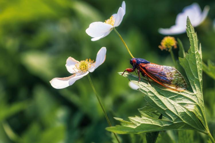 Softer Side of the Noise