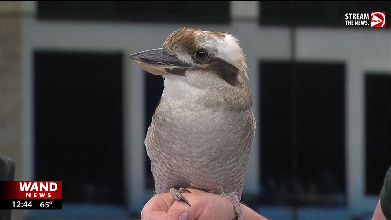 Irwin the Laughing Kookaburra visits the WAND studios from Scovill