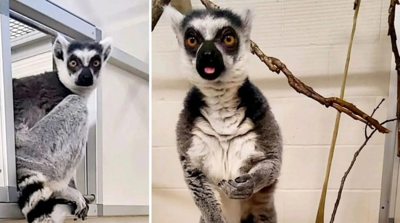 king julian lemur