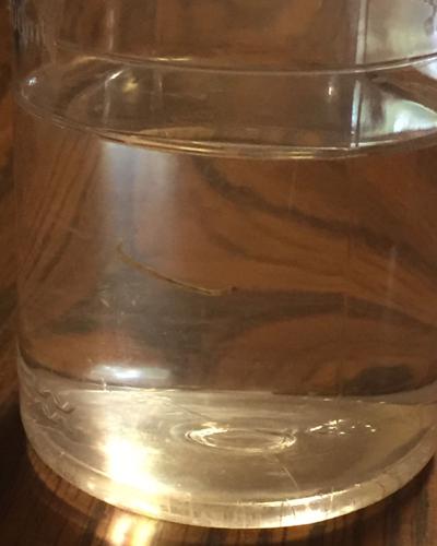 Villa Grove Residents Find Bloodworms in Water Supply