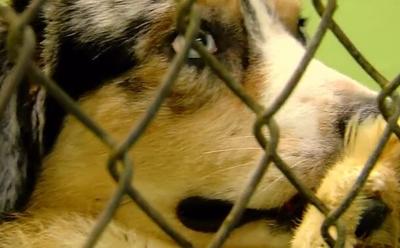 Animal hoarding rescue - Adams County