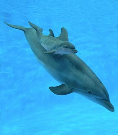 indy dolphins