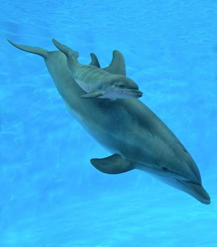 indy dolphins