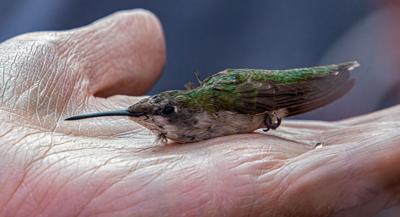 Hummingbird