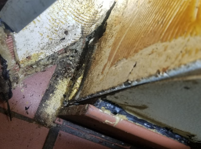 Whit's End cockroaches 3