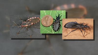 Get Wallpaper Blood Sucking Kissing Bug Seen In Illinois Top Stories For iPhone Free